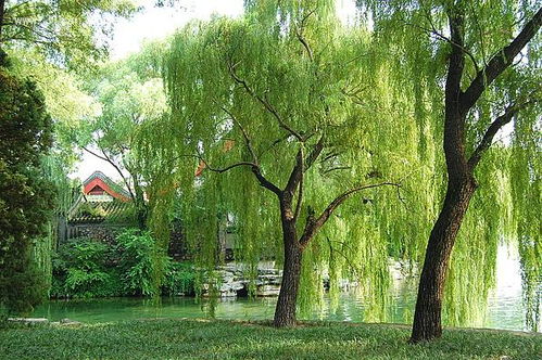 描寫(xiě)柳樹(shù)春天的古詩(shī)句