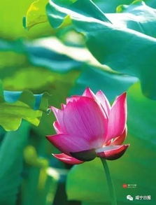 描寫(xiě)春季或夏季美麗景色的古詩(shī)句