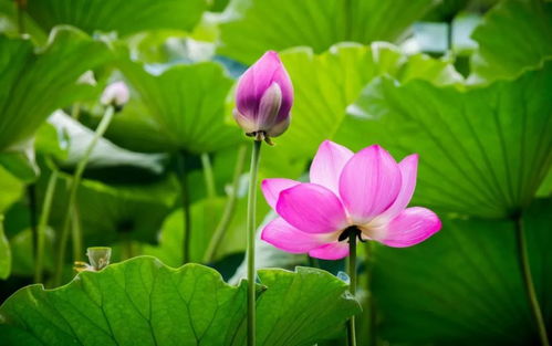 關(guān)于荷花的詩句詩名