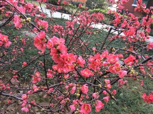 描寫紅梅的詩句古詩大全