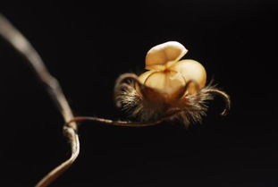 關(guān)于對(duì)孔雀贊美得詩(shī)句