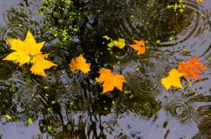 秋雨秋葉的詩句古詩
