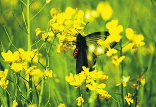 關(guān)于蝶戀花雨油菜花的詩(shī)句