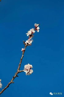 關(guān)于春天藍(lán)天的詩(shī)句有哪些