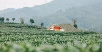 關(guān)于住在茶園的詩句