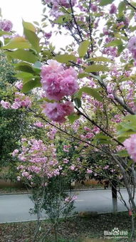 關(guān)于描寫花卉的著名詩句