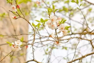 關(guān)于枯萎花的詩句古詩