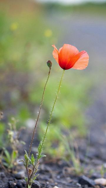 關(guān)于罌粟的唯美詩(shī)句