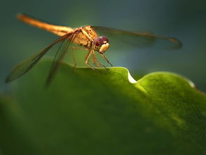 關(guān)于蜻蜓描寫愛情的詩句