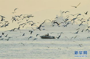 關于青島棧橋的詩句