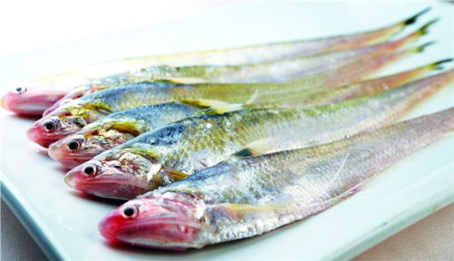 關(guān)于刀魚的詩句