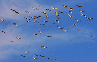 關于燕子南飛的詩句