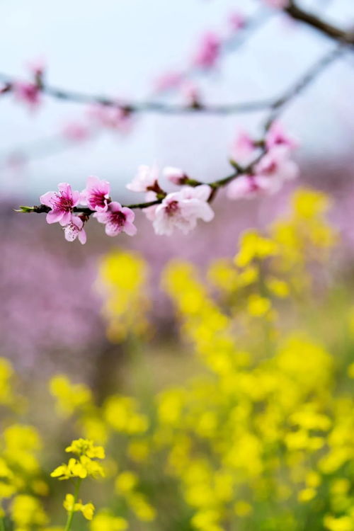 古詩(shī)中帶有房屋的詩(shī)句