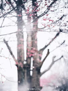 關(guān)于冬天梅花開時的詩句