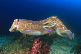 關(guān)于墨魚詩句