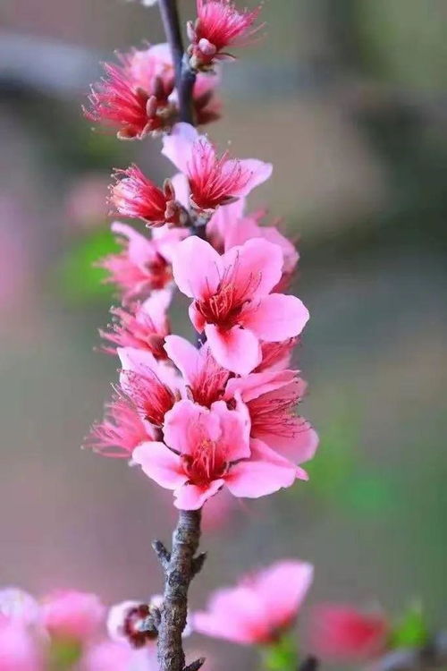 關(guān)于桃花依舊笑春風(fēng)的詩句