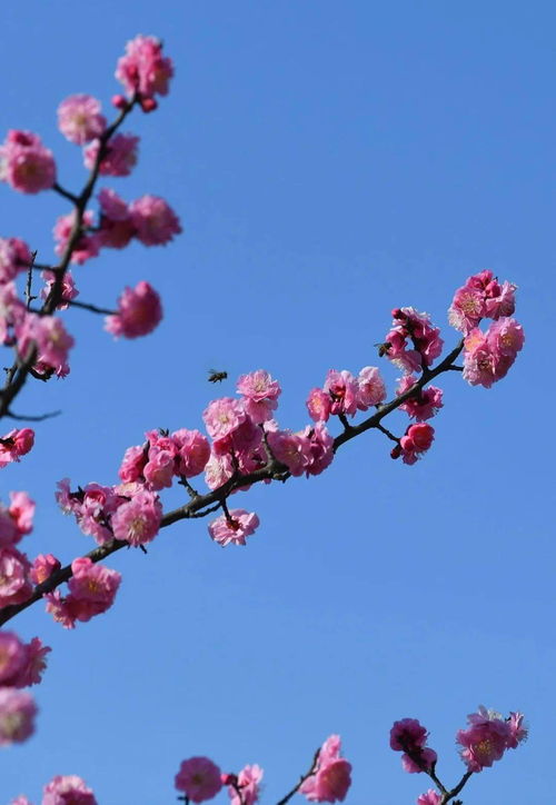 關(guān)于萬(wàn)物復(fù)蘇百花盛開(kāi)的詩(shī)句