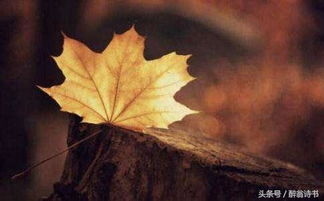 長行歌里關(guān)于枯葉的詩句