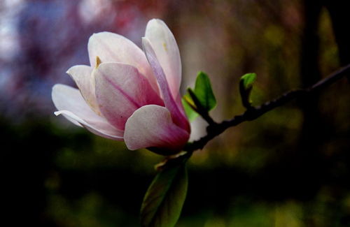 詩(shī)句,蘭花,描寫(xiě),紫玉