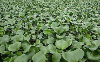 關(guān)于水葫蘆的詩句