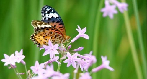 描寫(xiě)螢火蟲(chóng)和蝴蝶的古詩(shī),描寫(xiě)螢火蟲(chóng)的古詩(shī)句有哪些,描寫(xiě)螢火蟲(chóng)的古詩(shī)名句