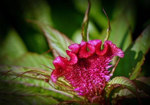 贊美雞冠花的詩句古詩