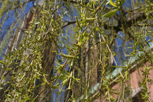 柳樹(shù),詩(shī)句,默默