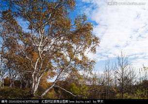 關(guān)于白樺金秋的古詩(shī)句