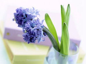 風(fēng)信子,詩(shī)句