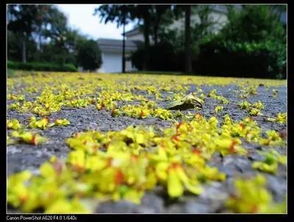 有關黃花的詩與黃花的詩句古詩詞