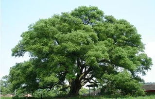 關(guān)于樟樹的詩句有哪些