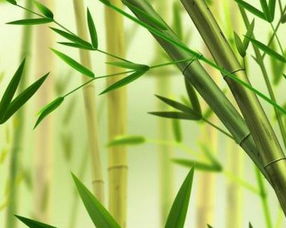 描寫竹子花的詩句古詩