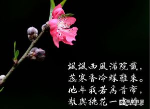 表示花的古詩句