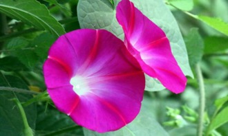 關(guān)于友情的現(xiàn)代短詩(shī)句