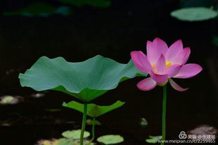 關(guān)于夏季花草的詩句