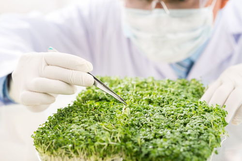 詩句,大自然,顏色