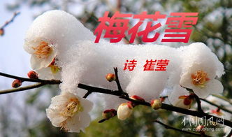 有關(guān)梅花雪的詩(shī)句古詩(shī)
