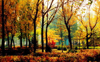 秋色,詩(shī)句,形容,好看