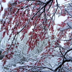 關(guān)于家鄉(xiāng)固原的詩句