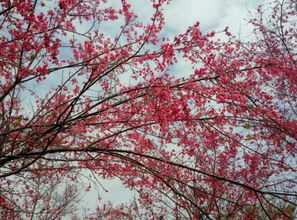 關于櫻桃的愛情詩句