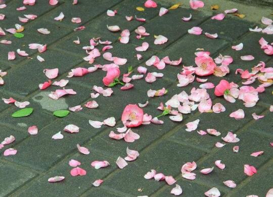 描寫祖國(guó)美好山河的古詩(shī)句