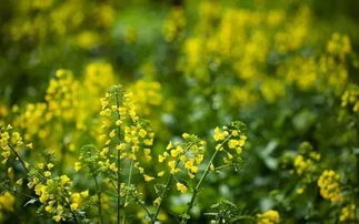 描寫油菜花的詩句古詩詞