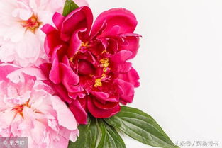 詩經(jīng)中關(guān)于芍藥花的詩句