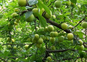 關(guān)于李子成熟的詩句