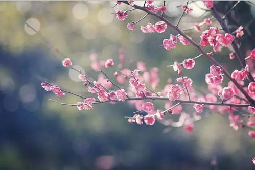 形容堅(jiān)持夢(mèng)想的古詩,有關(guān)堅(jiān)持夢(mèng)想的古詩,古詩形容人生需要堅(jiān)持