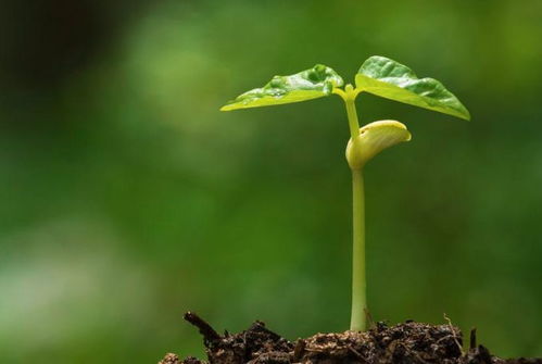 關(guān)于花草樹(shù)木的詩(shī)句