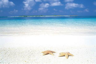 關(guān)于夏日英文詩(shī)句