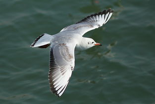 浪濤海鷗的古詩句