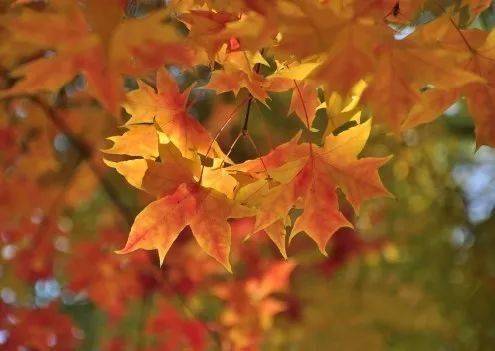 關(guān)于秋和秋葉的詩句