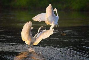 關(guān)于白鷺的詩句古詩有哪些,關(guān)于白鷺的詩句,白鷺的詩句古詩五年級